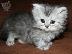 PoulaTo: Diathésima charitoména persiká gatákia aftín ti stigmí